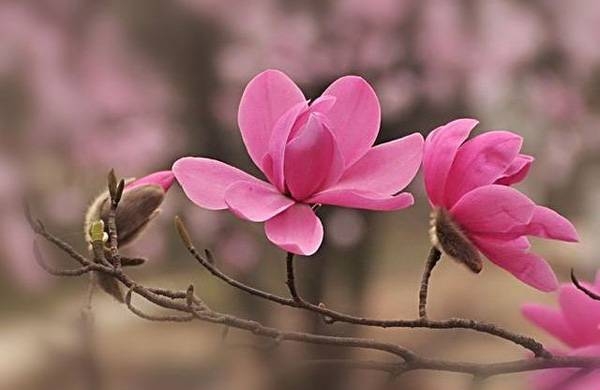 清明，獻(xiàn)給您一束辛夷花